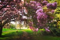 Spring in Hyde Park in London, UK