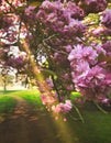 Spring in Hyde Park in London, UK