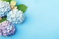 Spring hydrangea flowers bouquet on blue pastel background top view in flat lay style. Generative AI