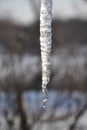 Spring icicle hanging from above with a drop of water. Macro