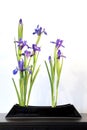 Spring ikebana with blue irises, japanese flower arrangement