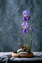 Spring ikebana with irises flowers Royalty Free Stock Photo