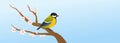 Spring illustration with great tit bird on blossom branch Royalty Free Stock Photo