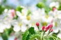 Spring image on the calendar. Pink and white flowers of apple tree. Selective focus