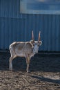 Spring image of male saiga standing on dry ground Royalty Free Stock Photo