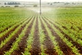 A corn field irrigated by a center pivot agricultural sprinkler. Royalty Free Stock Photo