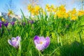 Purple crocus flowers and yellow daffodils in a park Royalty Free Stock Photo