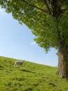 Spring image of a young lamb