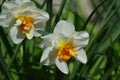 Spring of immaculate daffodils, 2