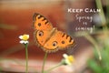 Spring inspirational quote - Keep calm. Spring is coming, With beautiful brown batik butterfly flying on little wild grass flower.