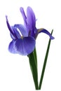 Spring Iris