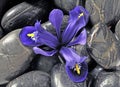 Spring iris