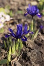 Spring Iris reticulata, Early spring blue flowers with bee, Irises blooming in the garden. Background Royalty Free Stock Photo