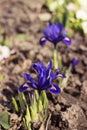 Spring Iris reticulata, Early spring blue flowers with bee, Irises blooming in the garden. Background Royalty Free Stock Photo