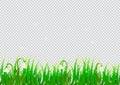 Spring isolated background with snowdrop flowers and realistic grass. April. Vector illustration design
