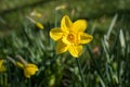 Spring isolated daffodil under the spring sun