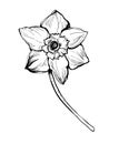 Spring isolated flower daffodil in full bloom drawn by ink on white.