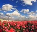 Spring in  Israel Royalty Free Stock Photo