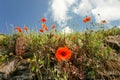 Spring in Italy. Poppy flowering.