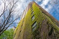 Spring ivy leaves on the wall of a brick house Royalty Free Stock Photo