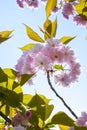 Spring japanese cherry flowers