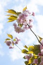 Spring japanese cherry flowers