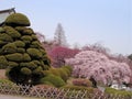 Spring Japanese garden Royalty Free Stock Photo