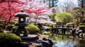 Spring Japanese garden with cherry blossoms and koi pond Royalty Free Stock Photo