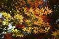 spring Japanese maple leafs Royalty Free Stock Photo