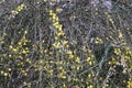 Spring jasmine with colorful flowers floaing on a background