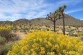 Spring in Joshua Tree National Park Royalty Free Stock Photo