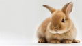 Spring into Joy with an Adorable Orange Baby Rabbit Illustration