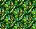 Spring jungles backgrounds s