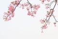 Spring kapok flowers Royalty Free Stock Photo