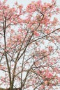 Spring kapok flowers on twigs Royalty Free Stock Photo