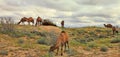 Spring in the Karakum desert. Turkmenistan, ÃÂamels graze in the Karakum desert. Near the village of Erbent.  The desert occupies Royalty Free Stock Photo