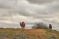 Spring in the Karakum desert. Turkmenistan, ÃÂamels graze in the Karakum desert. Near the village of Erbent.  The desert occupies Royalty Free Stock Photo