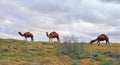 Spring in the Karakum desert. Turkmenistan, ÃÂamels graze in the Karakum desert. Near the village of Erbent.  The desert occupies Royalty Free Stock Photo