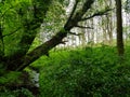 Woodland at kedleston