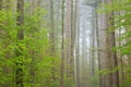 Spring, Kellogg Forest in Fog Royalty Free Stock Photo