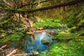 Spring on Lady Bower Reservoir Forest Royalty Free Stock Photo