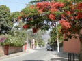 Spring in Lake Chapala, Mexico Royalty Free Stock Photo