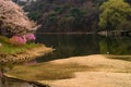 Spring lake with herons