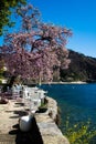 Spring at Lake - lago - Maggiore, Italy. Purple and white magnolia in full bloom