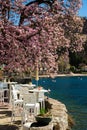 Spring at Lake - lago - Maggiore, Italy. Purple and white magnolia in full bloom