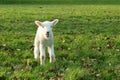 Spring Lamb Royalty Free Stock Photo