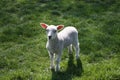 Spring lamb