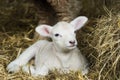 Spring Lamb Royalty Free Stock Photo