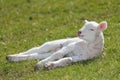 Spring lamb Royalty Free Stock Photo