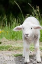 Spring lamb Royalty Free Stock Photo